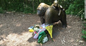 Cuestionan decisión que provocó muerte del gorila en zoológico