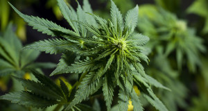 Niña epiléptica texana demanda al Fiscal General para que legalice cannabis medicinal