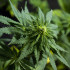Niña epiléptica texana demanda al Fiscal General para que legalice cannabis medicinal