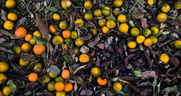 Limones y aguacate entre las víctimas importantes de incendios en California