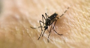 Primer caso de zika transmitido sexualmente en California